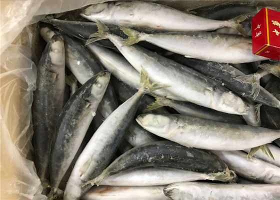 quality Sức khỏe hải sản Protein cao 100g 120g cá nục đông lạnh factory